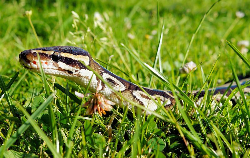 Schrecklich: Hund in den Fängen einer Python