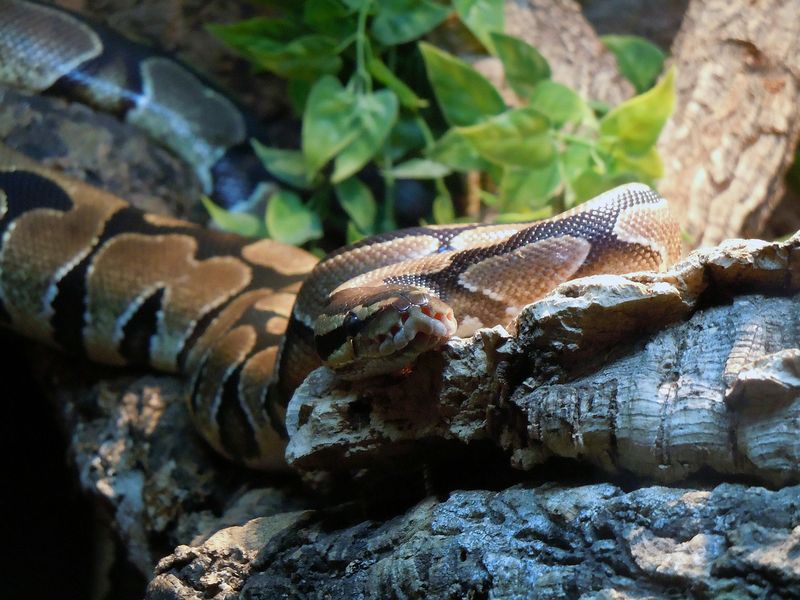 Schrecklich: Hund in den Fängen einer Python