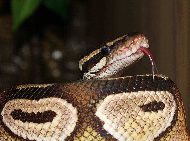 Dieser Mann ist umgeben von Pythons und wird angegriffen