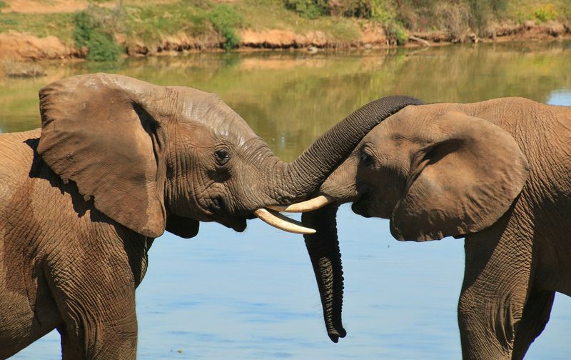 Die Größten Tiere Der Ganzen Welt