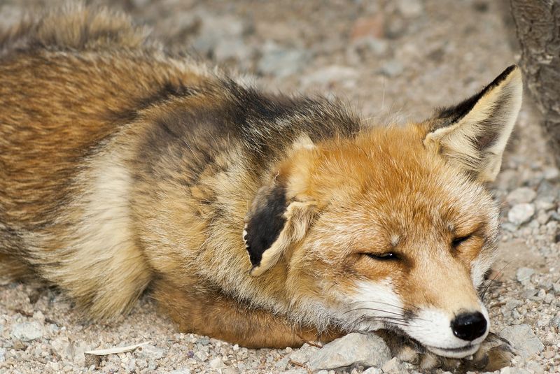 Darf Man In Deutschland Einen Fuchs Als Haustier Halten Einen Fuchs als Haustier halten