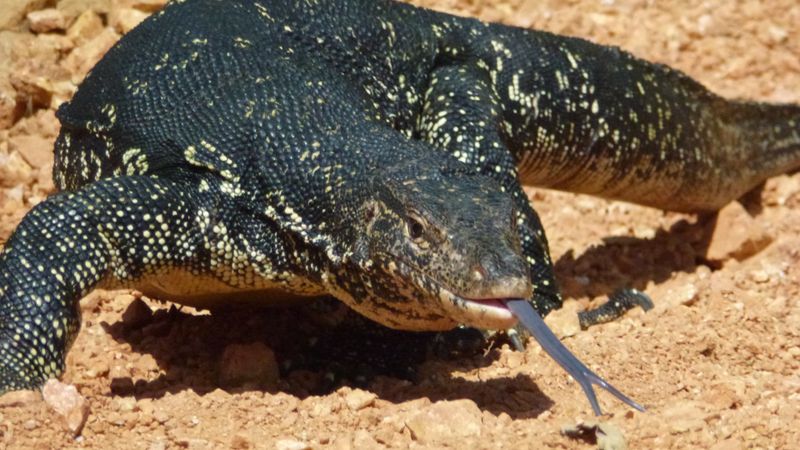 Das tödlichste Reptil der Welt