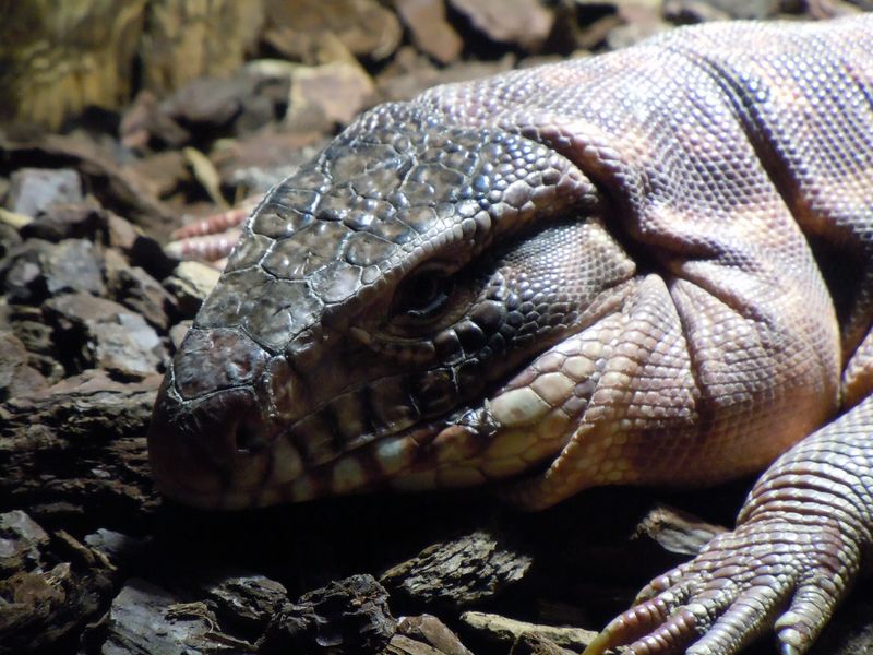 Das tödlichste Reptil der Welt