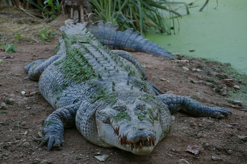 Das tödlichste Reptil der Welt