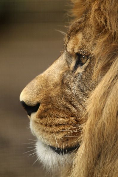 Der Löwe, der nie vergaß