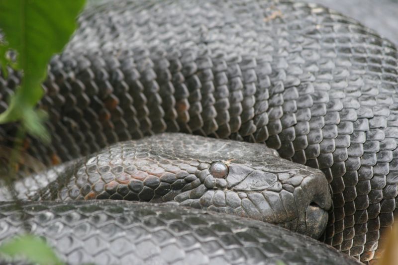 Groste Schlange Der Welt Frisst Zoowarter