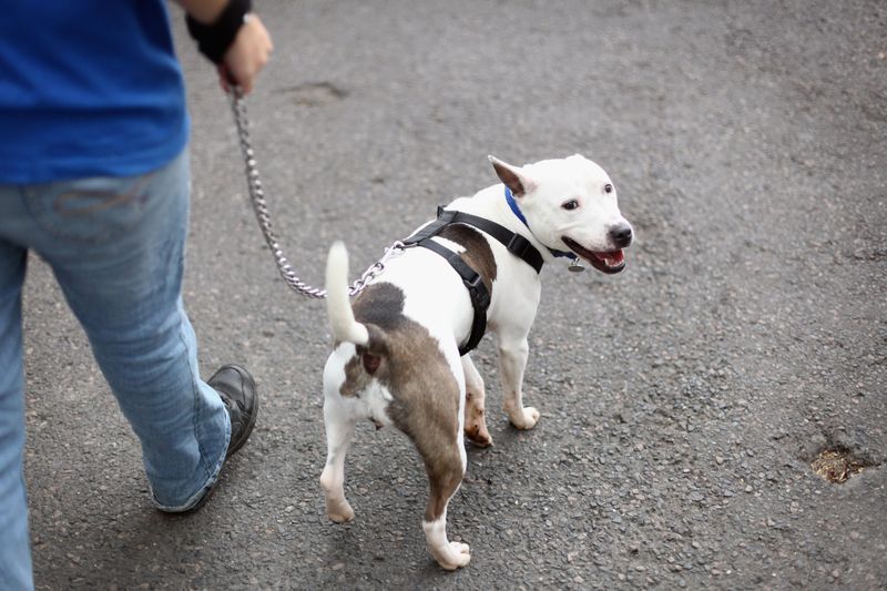 Der Hund in dieser Geschichte ist ein echter Held!