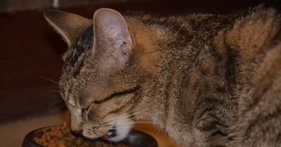 Das darf deine Katze auf keinen Fall essen!