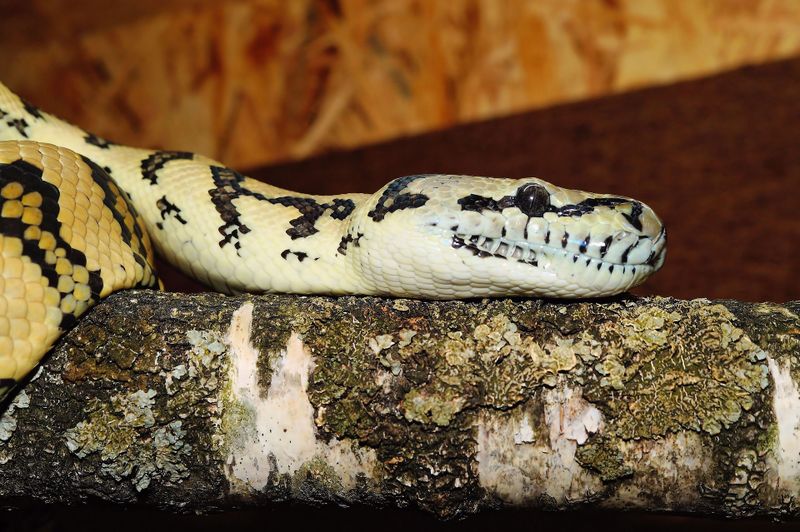 Sind diese Eltern verrückt? Riesige Python wickelt sich um Baby!