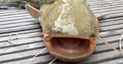 Nachdem sie diesen Fisch gefangen haben, fanden sie das in seinem Bauch!