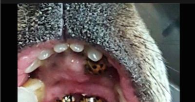 Im Maul diesen Hundes befinden sich viele kleine Krabbeltiere