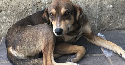 Ihr wollt einen Straßenhund aus dem Ausland adoptieren? Dann müsst ihr das beachten!