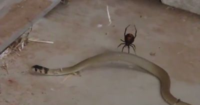 Rotrückenspinne vs. Schlange: Wer hat bessere Chancen?