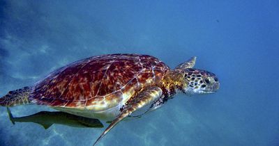 Spektakulärer Schlag gegen Tierschmuggler gelungen