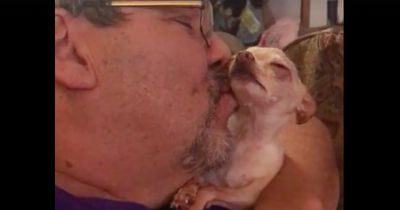 Dieser Chihuahua kann nicht genug Küsse kriegen
