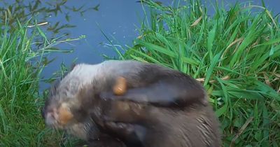 Deshalb jonglieren Otter mit Steinen