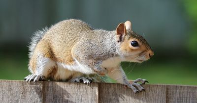Dieses süße Eichhörnchen isst jeden Tag Eis
