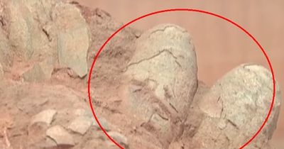Forscher entdecken Dinosaurier-Eier