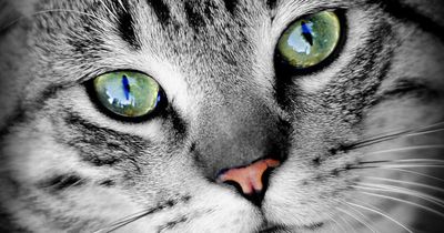 8 unglaubliche Katzen-Fakten