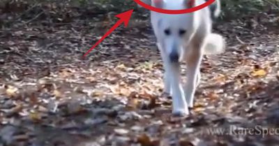 Hund adoptiert Baby-Opossum