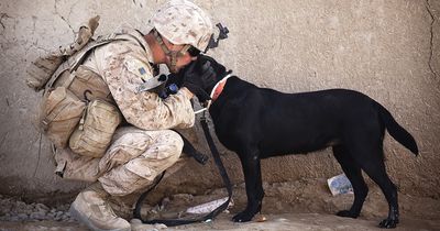 Dieser Hund macht das wovon viele Menschen ihr Leben lang träumen
