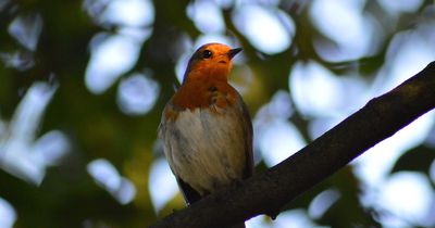 Vögel: Es werden in Deutschland immer weniger