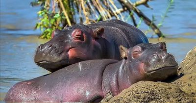 Diese Baby-Hippos werden dich begeistern!