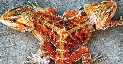 Diese Bartagame ist ein Mutant - und wunderschön