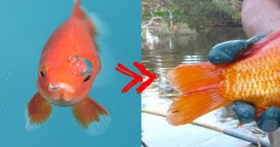 Das passiert, wenn du deinen Goldfisch freilässt!