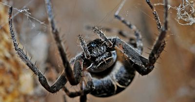 Pfui Spinne!