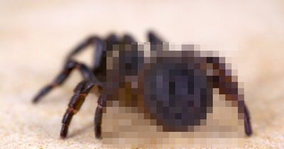 Ein Farmer findet eines der seltensten Tiere der Welt