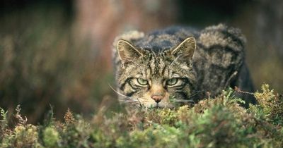 Das ist die Zukunft der Schottischen Wildkatze
