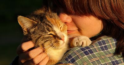 Das bedeutet es wirklich wenn deine Katze mit dir kuschelt
