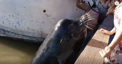 Seelöwe schnappt sich Mädchen und zieht es ins Meer