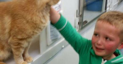Er wollte nur eine neue Katze aus dem Heim holen