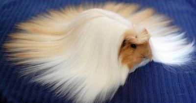 Dieses Meerschweinchen hat schönere Haare als du!