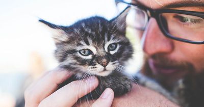 Du liebst Katzen? Dann ist das der perfekte Job für dich!