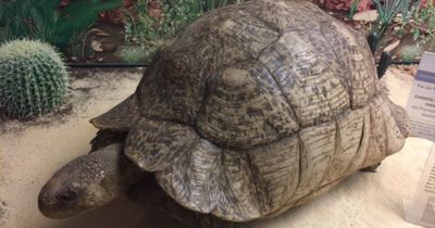 Wolltest du schon immer mal ein exotisches Haustier haben?