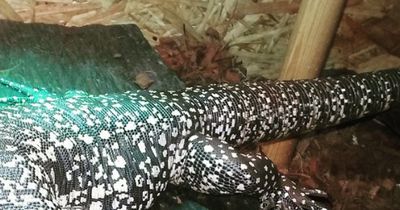 Wolltest du schon immer mal ein exotisches Haustier haben?