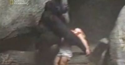 Ein kleines Kind fällt in das Gorillagehege. Doch was dann passiert, hat niemand kommen sehen.