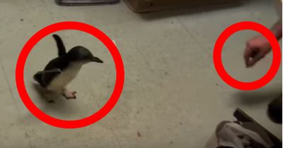 Cookie der Pinguin sucht nach seinem Pfleger. Was passiert, als er ihn findet, ist einfach goldig!