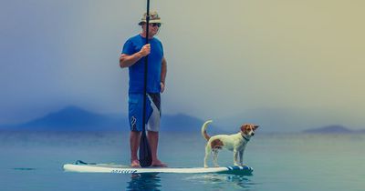 Hunde sind uns ähnlicher, als wir bisher dachten