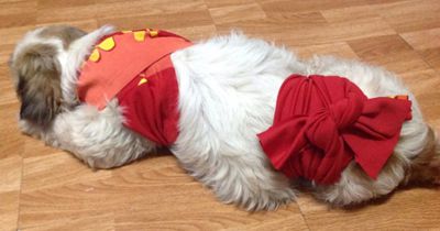 Deswegen solltest du einen Schal um deinen Hund wickeln: