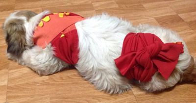 Deswegen solltest du einen Schal um deinen Hund wickeln: