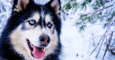Welcher Hund wärst du?