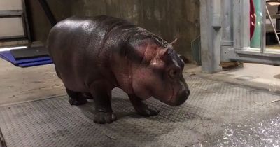 Dieses Nildpferd-Baby begeistert mit seiner Reaktion das Internet