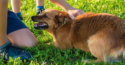Das macht dieser Hundesitter, während die Herrchen nicht da sind
