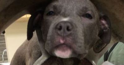 Dieser kleine Pitbull-Welpe ist extrem neugierig