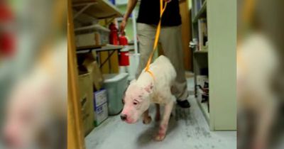 Dieser Pit Bull sieht total mitgenommen aus
