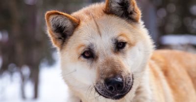 Deswegen neigen Hunde ihren Kopf
